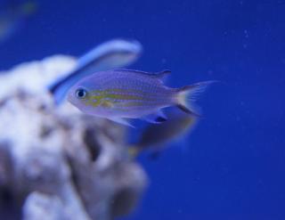 Chromis Vanderbilti rozmiar 5 cm