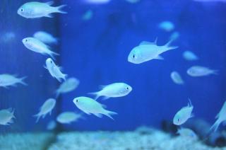 Chromis virdis rozmiar 2-3cm