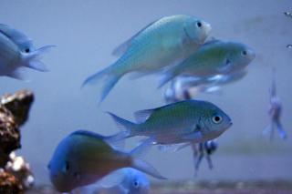 Chromis virdis rozmiar 5-6 cm