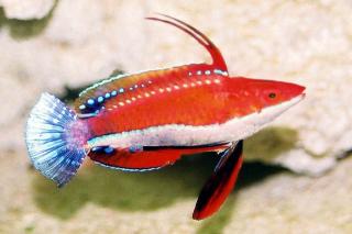 Cirrhilabrus rubriventralis rozmiar 6 cm