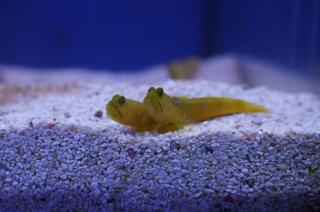 Cryptocentrus cinctus YELLOW 5cm (Yellow Shrimpgoby)