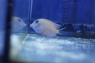 Ctenochaetus strigata (Blue Eye Tang) rozmiar 8 cm