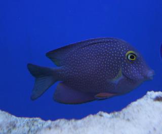 Ctenochaetus strigosus 7-8 cm (Yellow Eye Surgeon)