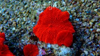 Discosoma AUSSIE ULTRA RED (26.04.2024) 1P