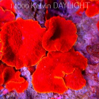 Discosoma AUSSIE ULTRA RED ORANGE RIM (15.03.2025) 1P