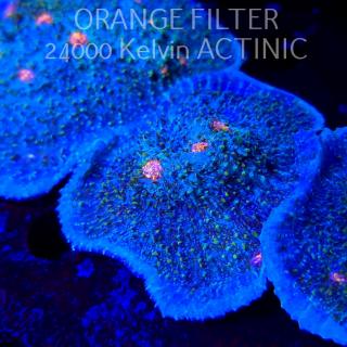 Echinopora lamellosa BLUE RED  YELLOW UNIQUE (09.05.2025) MM1-I-39  6cm