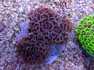 Euphyllia ancora ORANGE with yellow tips