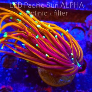 Euphyllia glabrescens INDO GOLD TORCH (02.12.2024)