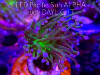 Euphyllia glabrescens TG TOXIC JOKER TORCH (03.11.2024)