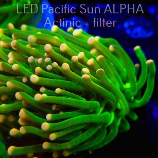 Euphyllia glabrescens ULTRA GREEN Yellow Tip Torch (04.08.2024) 2 HEADS