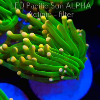 Euphyllia glabrescens ULTRA GREEN Yellow Tip Torch (04.08.2024)