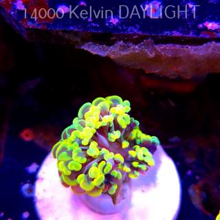 Euphyllia paraancora GOLD HOLOGRAM HAMMER (01.04.2025)