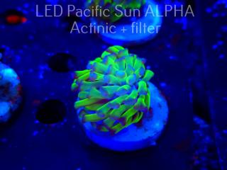 Euphyllia paraancora GREEN HOLOGRAM HAMMER (02.11.2024)