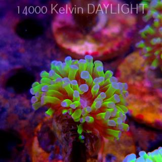 Euphyllia paraancora TOXIC GREEN (01.04.2025)
