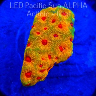 Favia Jason Fox Gold Rush (02.12.2024)  7cm