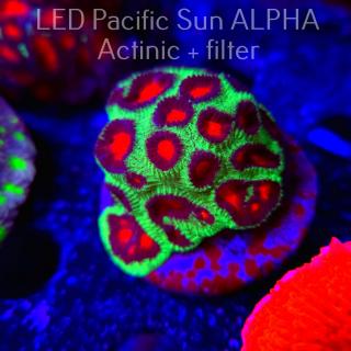 Favites sp. RED EYE Australia (05.05.2024)  6cm