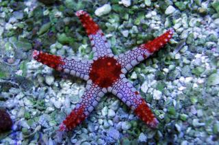 Fromia nodosa (Starfish Red - rozgwiazda czerwona)