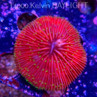 Fungia sp. (09.03.2025)