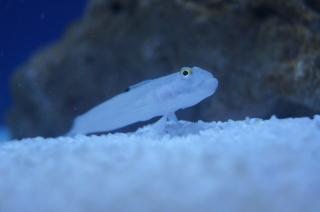 Gnatholepis thompsoni (Sand blenny) rozmiar 5-7cm