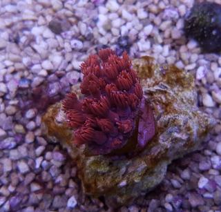 Goniopora columna RED