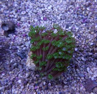 Goniopora green small polyps