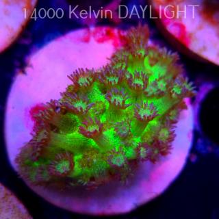 Goniopora JMC RAINBOW GLITTER (06.05.2025)  4cm