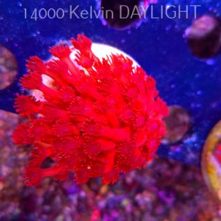 Goniopora SUPER RED BLUE EYE (05.03.2025)