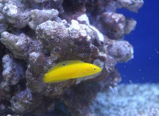 Halichoeres chrysus rozmiar 5-6cm