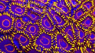 K.O. Zoanthus PURPLE HORNET ZOA 5P