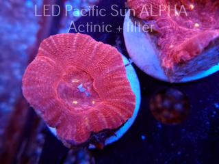 Lobophyllia spp RED w/YELLOW SPOTS (25.10.2023)