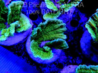 Montipora capricornis TOXIC GREEN (12.09.2022)  7cm