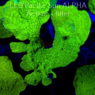 Montipora capricornis TOXIC GREEN (23.01.2025)  10cm