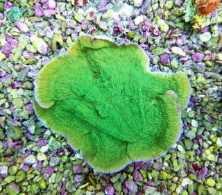 Montipora delicatula zielona