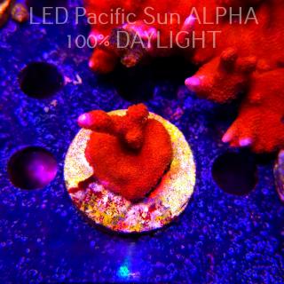 Montipora digitata RED (23.01.2025)  5cm