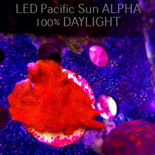 Montipora digitata RED (23.01.2025)  6cm