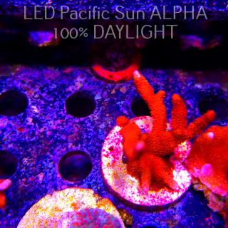 Montipora digitata RED (23.01.2025)  7cm