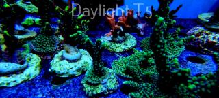 Montipora peltiformis (17.01.2022)