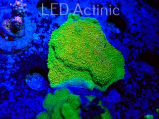 Montipora sp AUSTRALIA ULTRA GREEN (12.03.2022) MM1-I-13  5cm