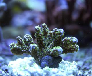 Montipora sp.