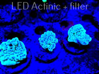 Montipora undata AUSTRALIA (10.12.2021)