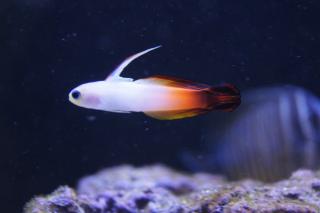 Nemateleotris magnifica rozmiar 4-6 cm