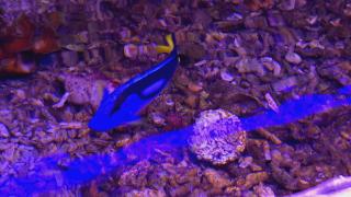 Paracanthurus hepatus yellow belly rozmiar 12cm