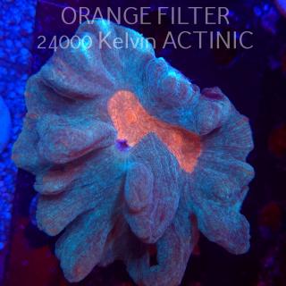 Pectinia alcicornis TYE DYE (04.03.2025)  12cm