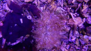 Phymanthus sp. - Sand Anemone (14.06.2024)  10cm