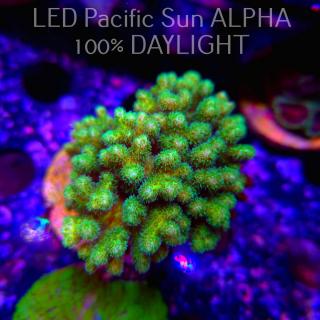 Pocillopora damicornis NEON GREEN (05.05.2024)  7cm