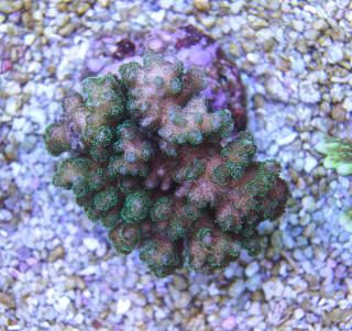 Pocillopora sp. BALI