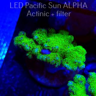 Pocillopora verrucosa YELLOW FLUO (22.01.2025)  6cm