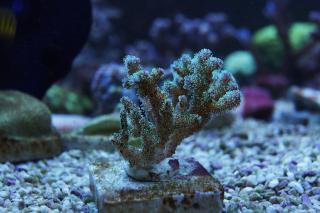 Pocillopora