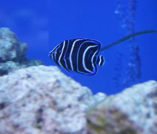 Pomacanthus semicirculatus (Ustniczek królewski/Blue Koran Angel) rozmiar 10 cm