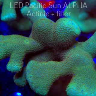 Porites cylindrica YELLOW (23.01.2025)  10cm